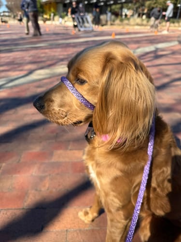 Customer photo review of The Sidekick® Transitional Leash®