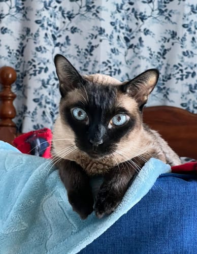Customer photo review of Pet Art Canvas Wrap