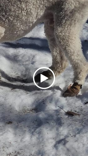 Customer video review of All Weather Dog Booties - Doccasins - 1 pair