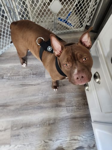 Cara V. review of Training Anti Pull TRI-Harness® | M-XL Breeds - Black image 1 out of 4