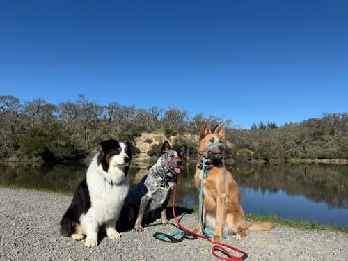 Customer photo review of The Sidekick® Transitional Leash®