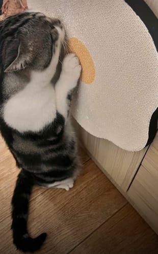 Customer photo review of Flower-Shaped, Connectable, Non-Shedding Plant Pulp Cat Scratching Pad