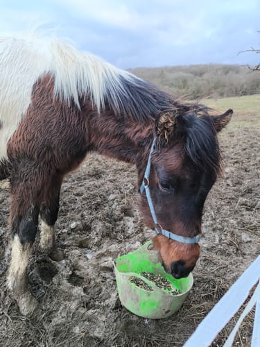Customer photo review of Strotonin Horse Support