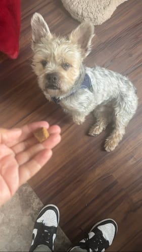 Customer photo review of Chill Chews