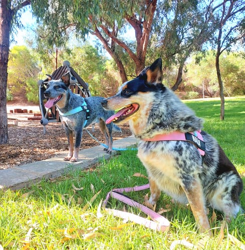 Customer photo review of Signature Kit