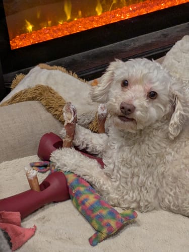 Customer photo review of 6 Inch Monster Bully Stick