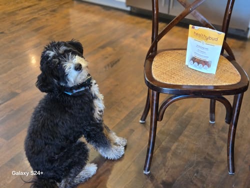 Customer photo review of Sweet Potato Chews