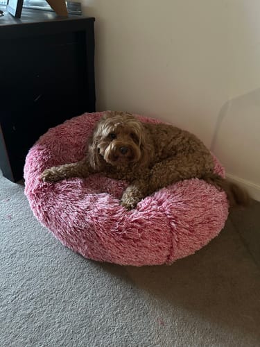 Customer photo review of PaWz Premium Calming Pet Bed with Removable Cover
