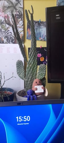 Customer photo review of PATATE POSITIVE