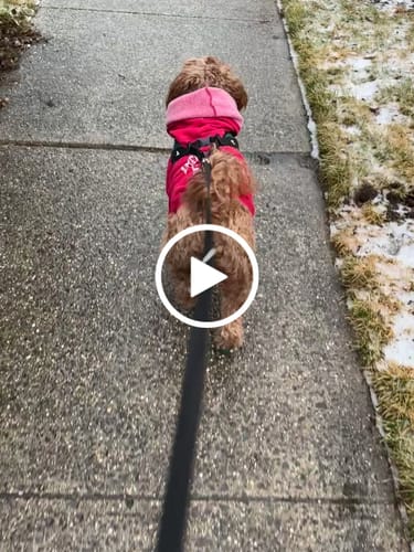 Customer video review of WagWellies® by wagwear