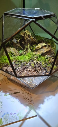 Customer photo review of Closed Bioactive Terrarium Kit