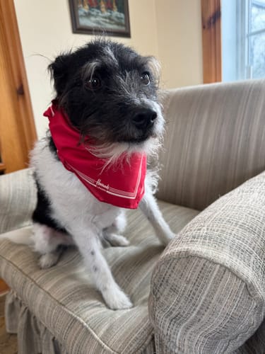 Customer photo review of Brand New Harrods Red and Cream Vintage Silk Scarf