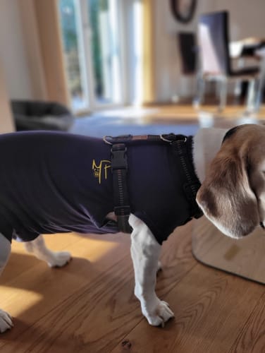 Customer photo review of Premium Hundegeschirr gepolstert