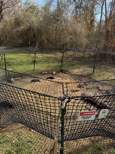 Customer photo review of Pig Brig Trap System