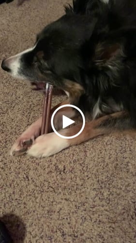 Customer video review of 6 Inch Standard Bully Stick