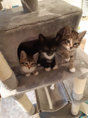 Avis photo d'un client sur Croquettes Chat Stérilisé Sans Céréales - Saumon