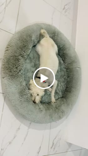 Customer video review of Cama Antiestrés para Perros