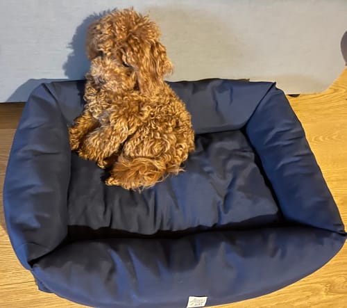 Customer photo review of Divanetto Cotone Siena