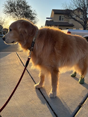 Customer photo review of WagWellie® Mojave Single