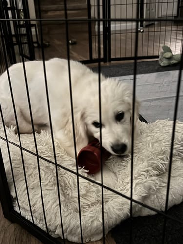 Customer photo review of 6 Inch Standard Bully Stick
