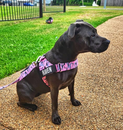 Customer photo review of Signature Kit