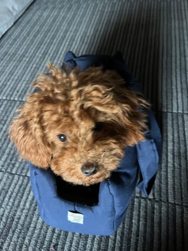 Customer photo review of Trasportino Cotone Siena