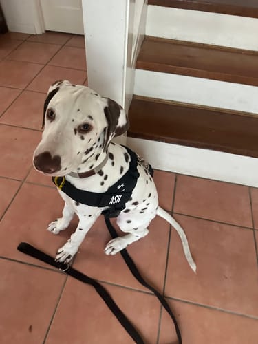Customer photo review of Dog Harness