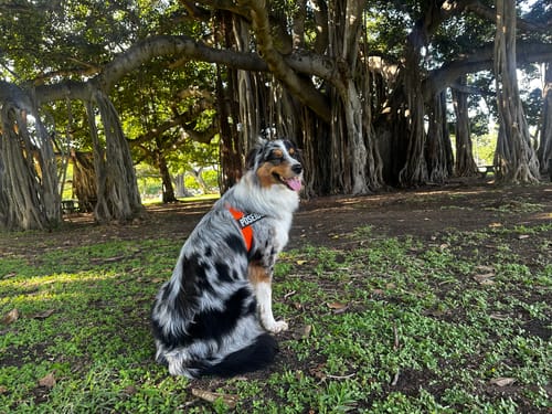 Customer photo review of Signature Kit