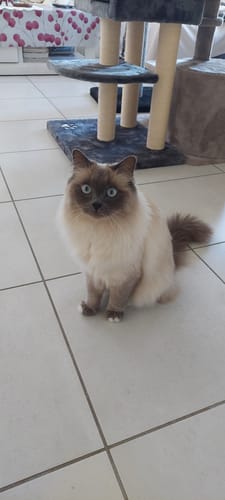 Avis photo d'un client sur Croquettes Chat Stérilisé Sans Céréales - Poulet