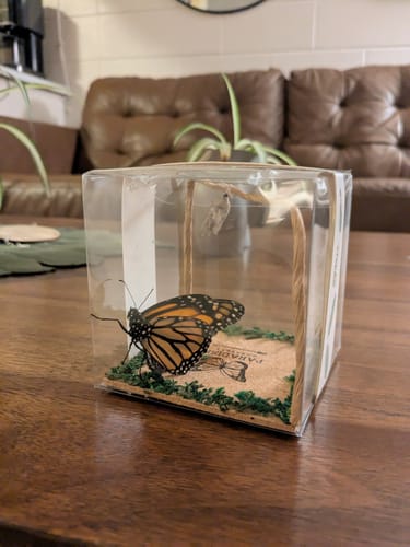 Customer photo review of Classic Live Monarch Butterfly Chrysalis Box (Hawaii Only)