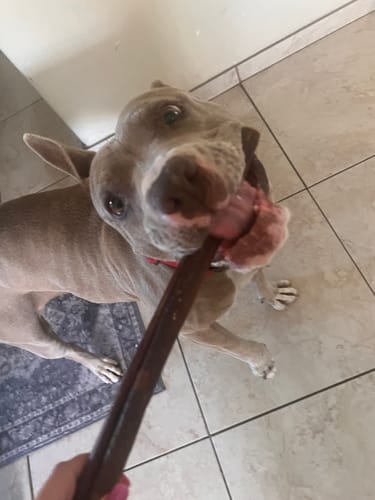 Customer photo review of 12 Inch Beef Collagen Sticks