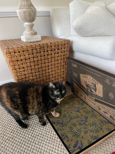 Customer photo review of Little Birds - Luxury Cat Scratching Board