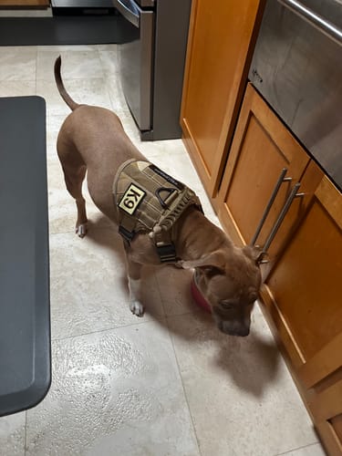 Customer photo review of NEW Upgraded Tactical No-Pull Team K9™ Dog Harness with 4 Quick-Release Metal Buckles, Reinforced Front & Back D-Rings, Hook & Loop Panels, Adjustable Straps, Reflective Strips, & Top Handle