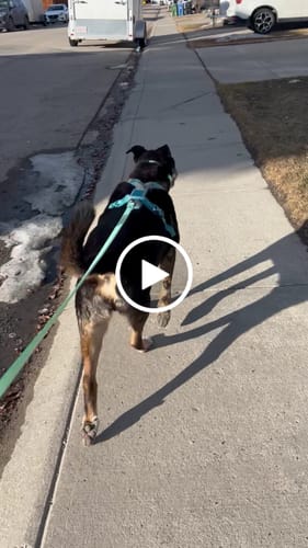 Customer video review of Non-Stop Dogwear Line Harness 5.0