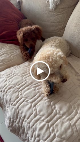 Customer video review of Blueberry Yak Chews