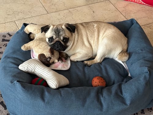 Customer photo review of Divanetto Mattias Bluette (Soft Touch)