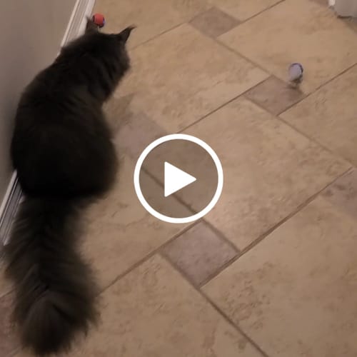 Sharen B. review of SPEEDY TAIL 2.0 image 1 out of 1