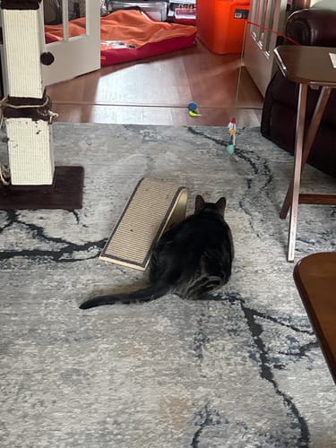 Taryn A. review of SPEEDY TAIL 2.0 image 1 out of 1