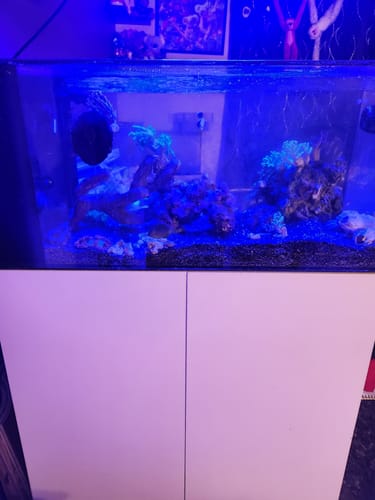 undefined review of Fiji Cube 38 Gallon Peninsula Rimless AIO Glass Nano Tank - PRO Series image 1 out of 1