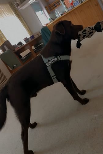 Customer photo review of Dog Lovers Pack - Sky Blue