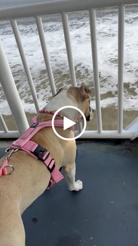 Customer video review of Slip on Harness | Foam Padded - Pink