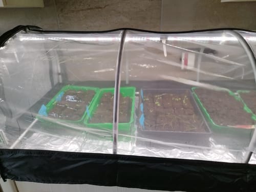 Kiefer review of Zimmergewächshaus mit Heizmatte & Digitalthermostat "Jumbo" XXL image 1 out of 1