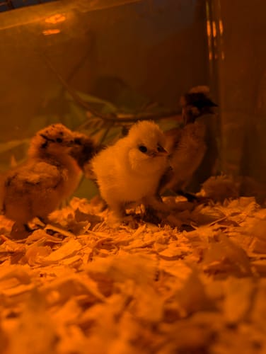 Customer photo review of Chocolate Silkie Chick (Sexed Females + Unsexed)