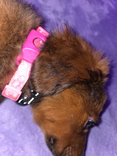 Customer photo review of FurLife™ 12 Months Flea and Tick Free
