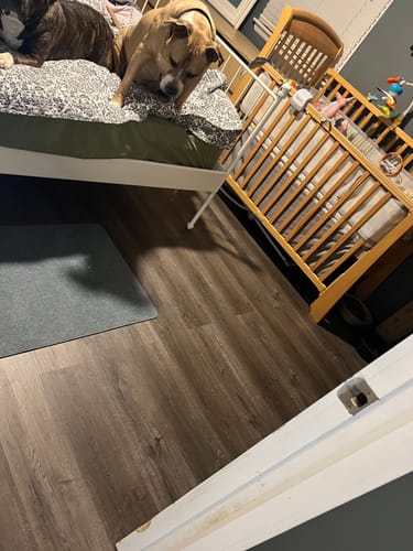 Customer photo review of SPC Flooring 7mm 12 mil wear layer Dark grey colour