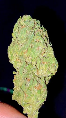 Customer photo review of Sherblato - Light Assist Greenhouse THCA (Full Size)