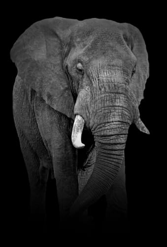 Customer photo review of 3 x A3 Canvas Combo