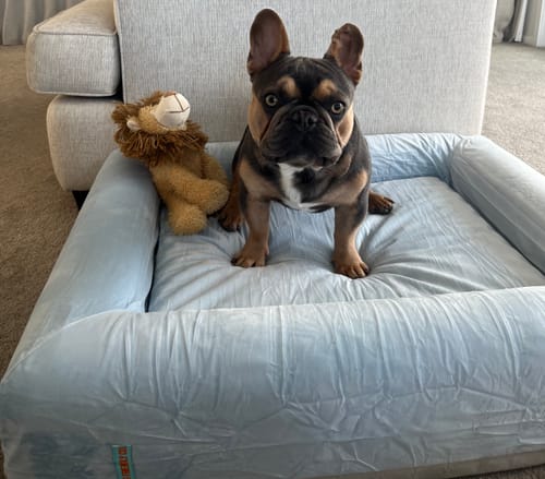 Customer photo review of Premium Orthopedic Memory Foam Dog Bed - Sky Blue (Small)