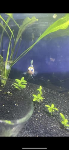 Customer photo review of Female Betta Fish Koi Yellow Galaxy