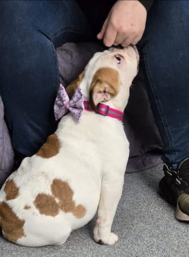 Catrina review of Disney© Bow Tie - Piglet image 1 out of 3